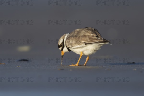 Ringed plover (Charadrius hiaticula) adult wading bird feeding on a worm on a coastal beach,