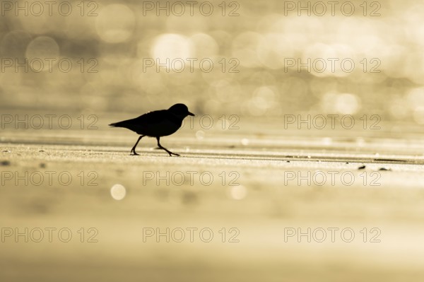 Ringed plover (Charadrius hiaticula) silhouette of an adult wading bird on a coastal beach at