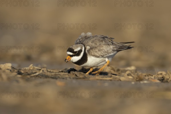 Ringed plover (Charadrius hiaticula) adult wading bird feeding on a coastal beach, England, United