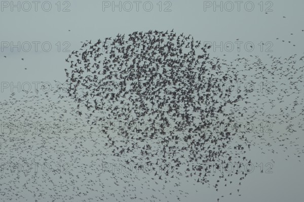 Red Knot (Calidris canutus) adult wading birds in flight in a large flock at high tide, RSPB