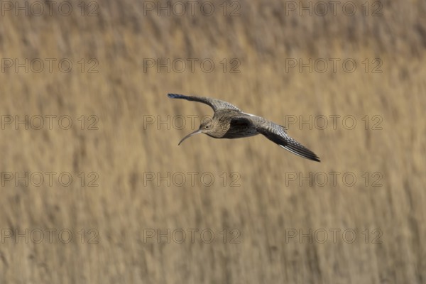 Eurasian curlew (Numenius arquata) adult wading bird flying over a saltmarsh, England, United