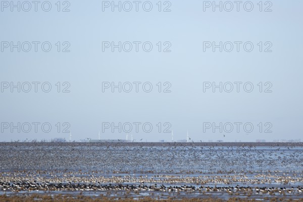 Red Knot (Calidris canutus) and Eurasian Oystercather (Haematopus ostralegus) adult wading birds at