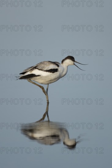 Pied Avocet (Recurvirostra avosetta) adult wading bird calling in a shallow lagoon with a