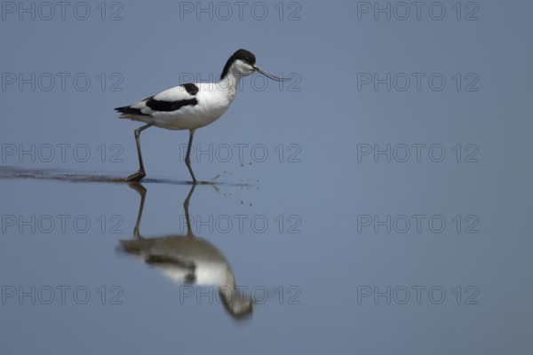 Pied Avocet (Recurvirostra avosetta) adult wading bird in a shallow lagoon with a reflection on the