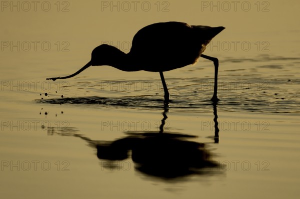 Pied Avocet (Recurvirostra avosetta) silhouette of an adult wading bird feeding in a shallow lagoon