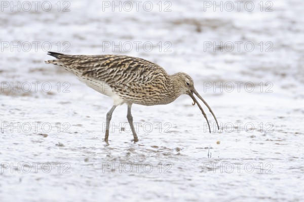 Eurasian curlew (Numenius arquata) adult wading bird on a coastal mudflat feeding on a worm,