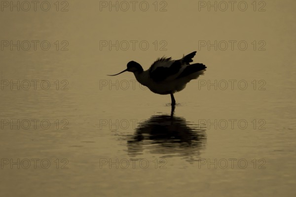 Pied Avocet (Recurvirostra avosetta) silhouette of an adult wading bird in a shallow lagoon with a