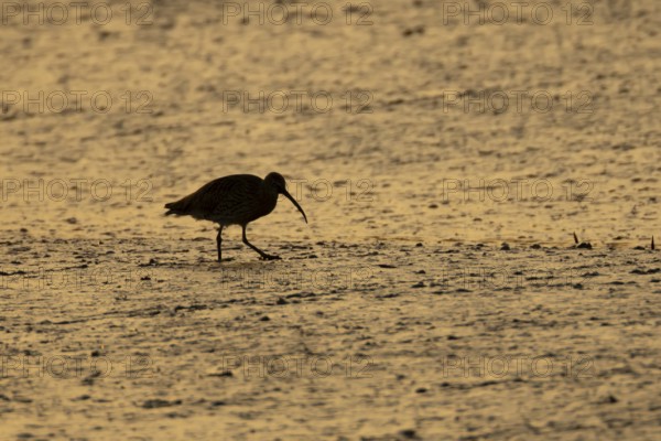Eurasian curlew (Numenius arquata) silhouette of an adult wading bird on a coastal mudflat at