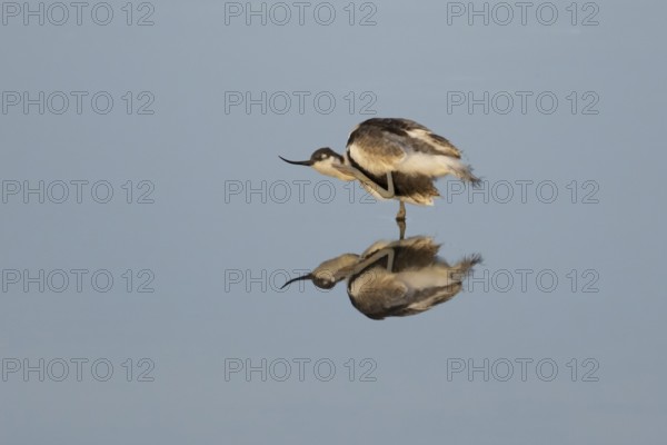 Pied Avocet (Recurvirostra avosetta) adult wading bird preening in a shallow lagoon with a mirror