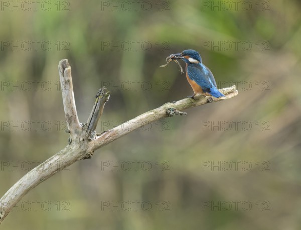 Kingfisher (Alcedo atthis) sitting on a branch, sitting room, with captured prey frog (Rana) in its