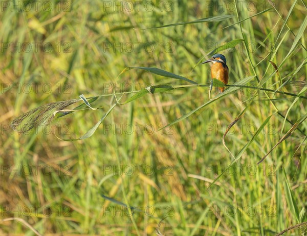 Kingfisher (Alcedo atthis) sits on a reed stalk while hunting a prey, reed (Phragmites australis)