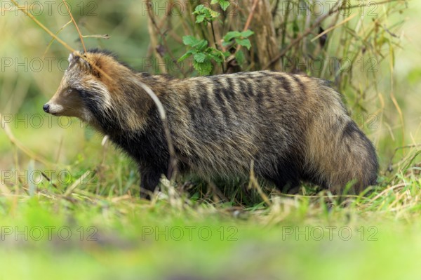 A raccoon dog stands sideways in front of a tree trunk in the grass, raccoon dog, (Nyctereutes