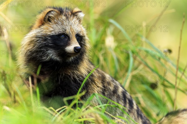 A raccoon dog looks attentively to the side in the midst of green nature, raccoon dog, (Nyctereutes