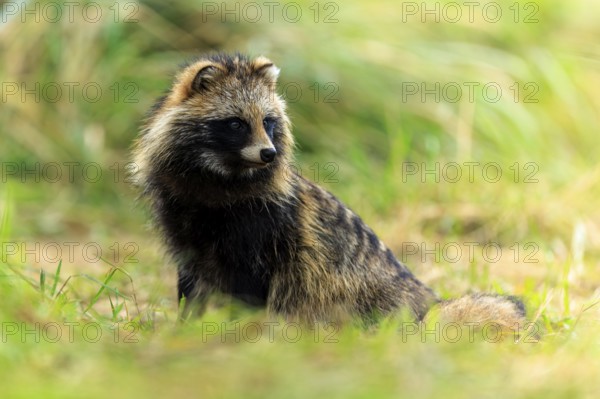 A raccoon dog sits attentively in the grass and looks to the side, raccoon dog, (Nyctereutes