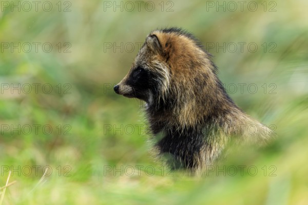 A raccoon dog sits in profile and looks into the distance, raccoon dog, (Nyctereutes procyonoides),