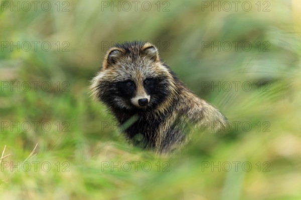A raccoon dog looks through the grasses and looks alert, raccoon dog, (Nyctereutes procyonoides),