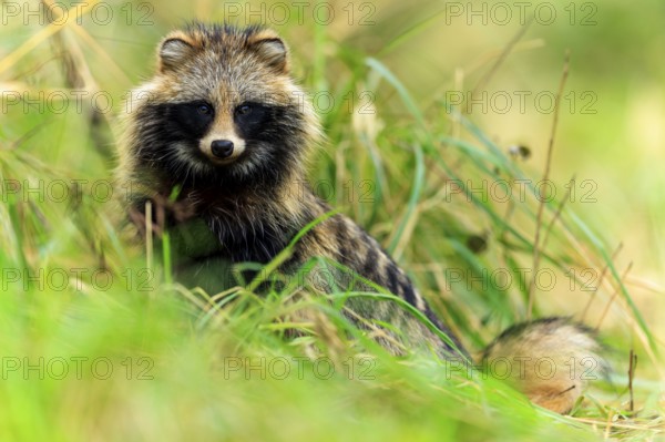 A raccoon dog sits in the grass and looks intently at the camera, raccoon dog, (Nyctereutes