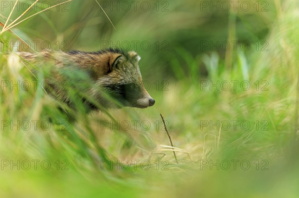 A raccoon dog hides partly in the grass and looks to the side, raccoon dog, (Nyctereutes