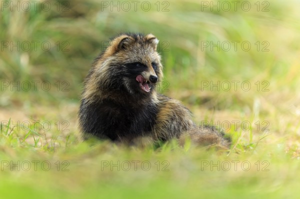 A sitting raccoon dog sticks out its tongue and looks forward, raccoon dog, (Nyctereutes