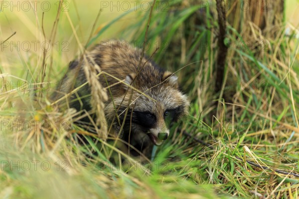 A raccoon dog hides in the grass and looks attentively, raccoon dog, (Nyctereutes procyonoides),