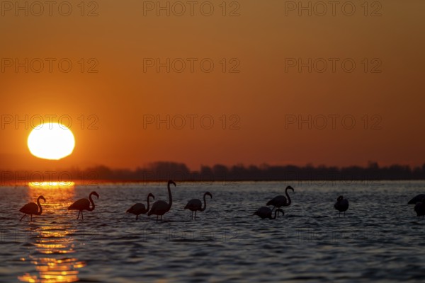 Pink flamingos (Phoenicopterus roseus) in the water at sunrise, Lake Kerkini, Greece