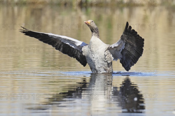 Greylag goose (Anser anser), flapping its wings on a pond, Wagbachniederung nature reserve,