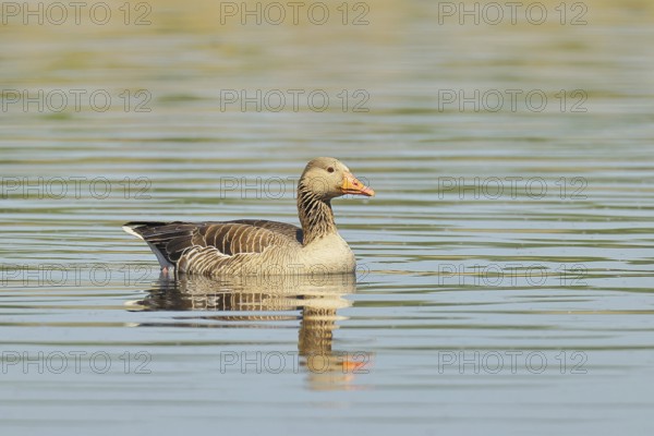 Greylag goose (Anser anser), swimming on a pond, Wagbachniederung nature reserve, Waghäusel,