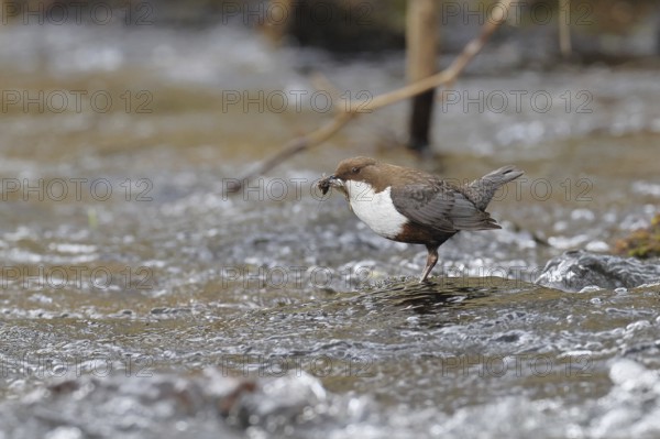 White-throated Dipper (Cinclus cinclus) standing with prey on a stone in the middle of a stream,