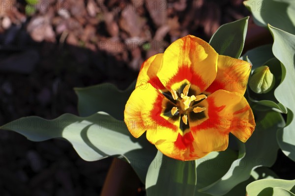 Pistil and stamens in a tulip calyx (Tulipa), tulip flower, red, black and yellow markings,