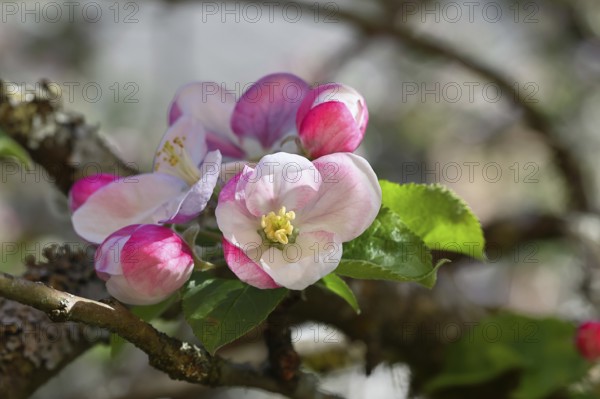 Apple blossoms (Malus), red still closed blossoms and white opened blossom with bokeh in the