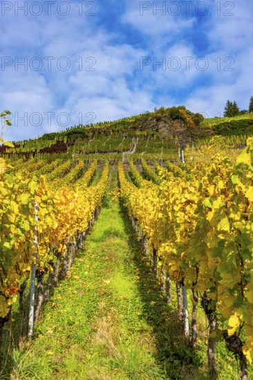 Vineyards in autumn in the central Ahr valley, near Mayschoß, at the Mönchberger Hof winery,