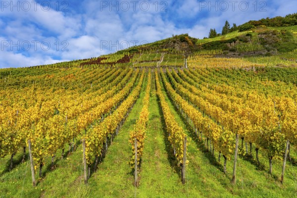 Vineyards in autumn in the central Ahr valley, near Mayschoß, at the Mönchberger Hof winery,