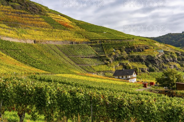 Vineyards in autumn in the middle Ahr valley, near Mayschoß, Mönchberger Hof winery,