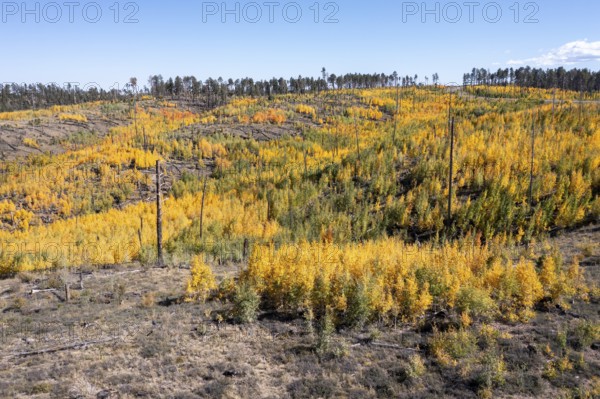 Jacob Lake, Arizona - Aspens show their brilliant fall colors as they revegetate the area burned by