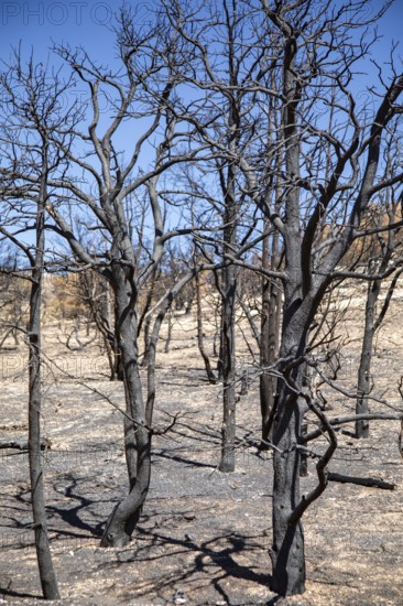 Jacob Lake, Arizona - Burned trees from the White Sage Fire. The wildfire burned 60, 000 acres