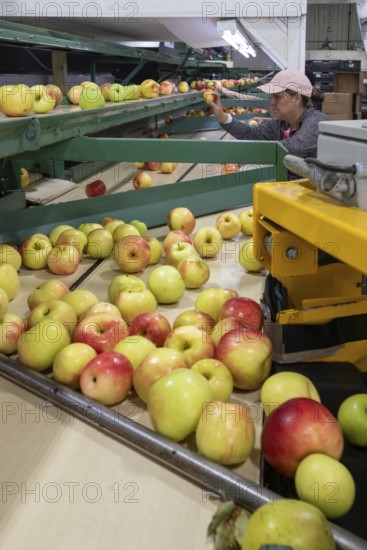 Berrien Springs, Michigan - Fresh apples are sorted and packed at Hildebrand Fruit Farms. Michigan