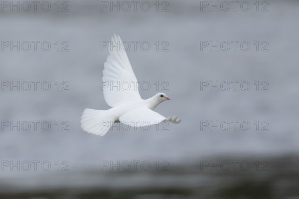Feral pigeon or White Peace dove (Columba livia domestica) adult bird flying, England, United