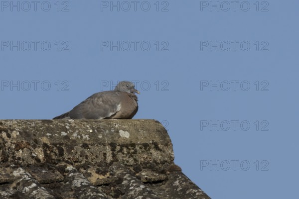 Wood pigeon (Columba palumbus) juvenile baby squab bird resting on an urban house roof, England,