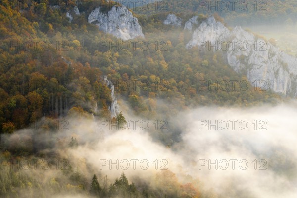 View from the Knopfmacherfelsen into the Danube valley, limestone rock, rock face, mixed forest,