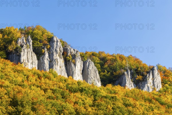 Rock face with mixed forest in autumn colours, limestone rock, autumn, Hausen im Tal, Danube