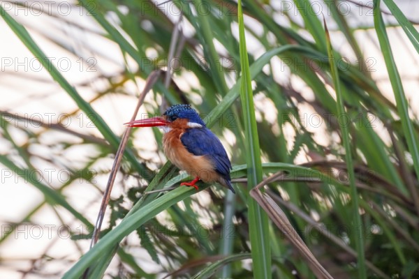 Crested Pygmy Kingfisher (Corythornis scalloped ribbonfish), bird sitting on a reed leaf, Mabamba
