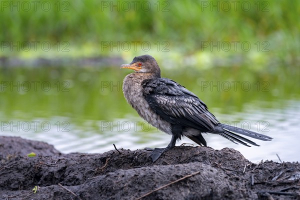 Reed Cormorant (Phalacrocorax africanus), juvenile bird on the shore, Mabamba Swamp, Lake Victoria,