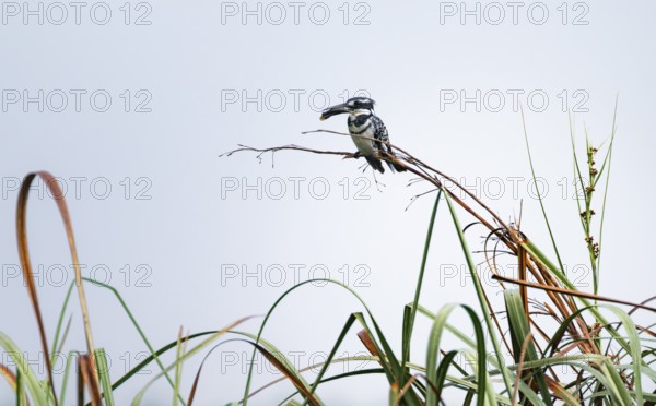 Grey Kingfisher (Ceryle rudis), with prey fish in its beak, sitting on reeds, Mabamba Swamp, Lake
