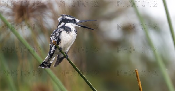 Grey Kingfisher (Ceryle rudis), calling, bird sitting on papyrus stalk, Mabamba Swamp, Lake