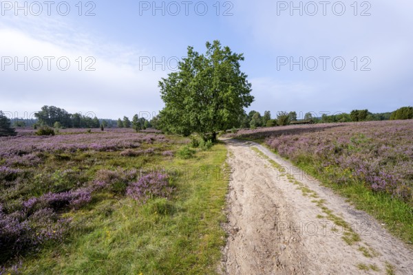 Path through purple flowering heath, heather and juniper bushes, Lüneburg Heath nature reserve,
