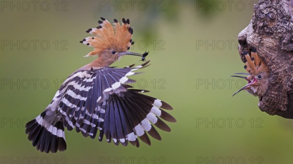 Hoopoe (Upupa epops) Bird of the Year 2022, male with food, prey, foraging, food for the young