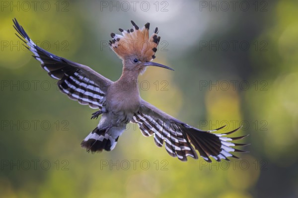 Hoopoe (Upupa epops) Bird of the Year 2022, male, female, erect canopy, sunrise, interaction,