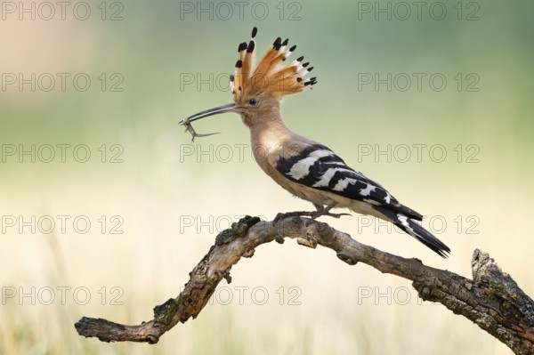 Hoopoe (Upupa epops) Bird of the Year 2022, male, female, erect canopy, sunrise, interaction,