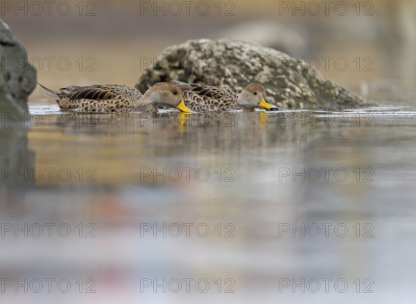 Andean duck (Anas flavirostris), Torres del Paine National Park, Patagonia, Chile, South America