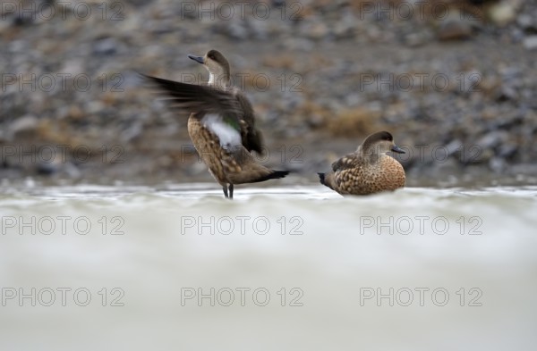 Crested Duck (Lophonetta specularioides) Torres del Paine National Park, Patagonia, Chile, South